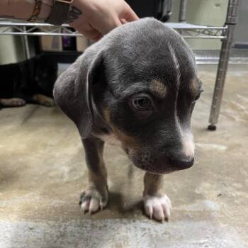 Tiny -  Pit Bull Terrier and Mixed Breed Dog for Adoption in Eureka Springs, Arkansas - Tiny | PetCurious