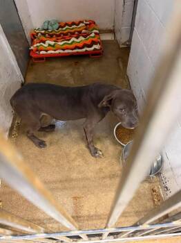Heather -  Mixed Breed Dog for Adoption in Greensburg, Indiana - Heather | PetCurious