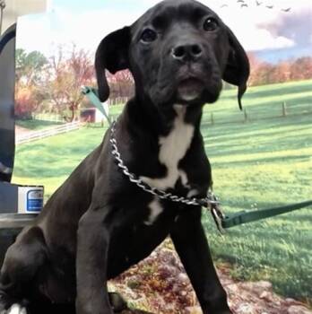 Pit Bull Terrier Dogs Available for Adoption in Moreno Valley, California - SONIA | PetCurious