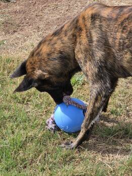 Dutch Shepherd and Belgian Shepherd Malinois Dogs Available for Adoption in Imlay City, Michigan - The River Pups - Crane In NM Fka Tango | PetCurious