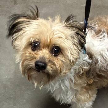 Milo -  Terrier and Mixed Breed Dog for Adoption in Yuma, Arizona - Milo | PetCurious