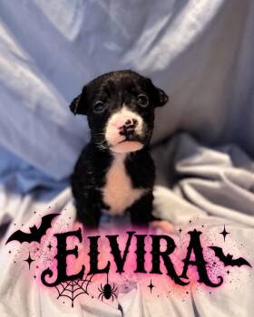 Elvira -  Golden Retriever and Black Labrador Retriever Dog for Adoption in Grand Bay, Alabama - Elvira | PetCurious