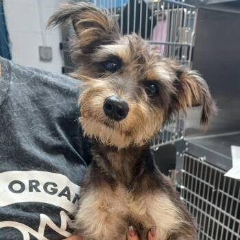 Chestnut -  Miniature Schnauzer and Yorkshire Terrier Dog for Adoption in Hattiesburg, Mississippi - Chestnut | PetCurious
