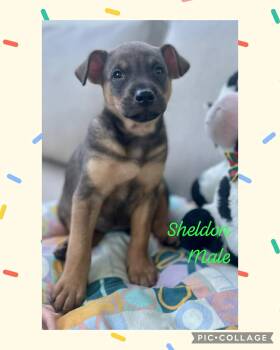 Labrador Retriever Dogs Available for Adoption - Sheldon | PetCurious