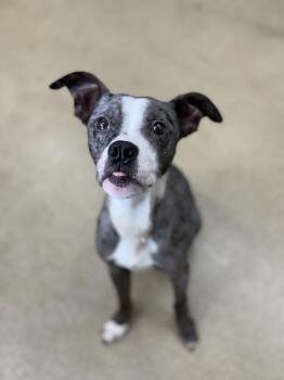 Pit Bull Terrier and Catahoula Leopard Dog Dogs Available for Adoption - Edgar | PetCurious