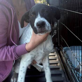 Link -  Cattle Dog Dog for Adoption in Reno, Nevada - Link | PetCurious