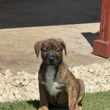 Labrador Retriever Dogs Available for Adoption in San Antonio, Texas - Bruce  | PetCurious