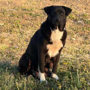 Lou -  Labrador Retriever and Mixed Breed Dog for Adoption in Pittsburg, Kansas - Lou | PetCurious
