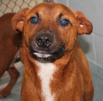 Shepherd and Boxer Dogs Available for Adoption in Taylorsville, North Carolina - Brick | PetCurious