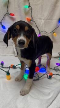 Rescue Hound and Beagle Dogs for Adoption in Plainfield, Illinois - Scoopy | PetCurious
