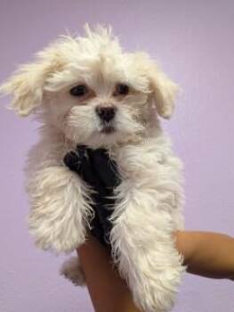 61758930 -  Maltese and Mixed Breed Dog for Adoption in El Paso, Texas - 61758930 | PetCurious