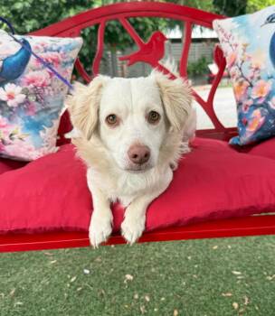 Dachshund and Spaniel Dogs Available for Adoption in Temecula, California - Carter | PetCurious