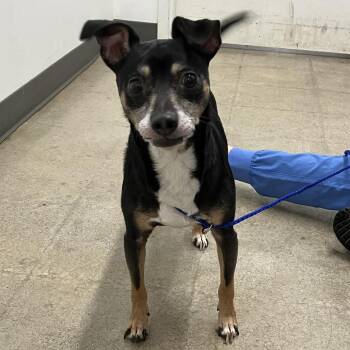 Mixed Breed Dogs Available for Adoption - Milo | PetCurious