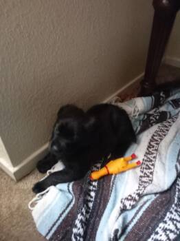 Rescue Border Collie and Mastiff Dogs for Adoption in Sonora, California - Apollos | PetCurious