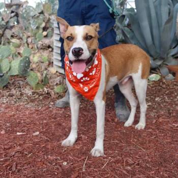 Rescue Labrador Retriever and Mixed Breed Dogs for Adoption in Austin, Texas - Bobby Darin (D.O.G.) JuM* | PetCurious