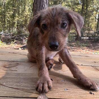 Gold -  Australian Cattle Dog Blue Heeler Dog for Adoption in Lake Jackson, Texas - Gold | PetCurious