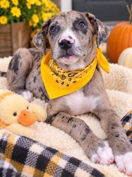 Catahoula mix male pup -  Catahoula Leopard Dog Dog for Adoption in Mount Laurel Township, New Jersey - Catahoula Mix Male Pup | PetCurious