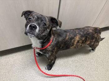 Pug and Mixed Breed Dogs Available for Adoption - SLIM JIM | PetCurious