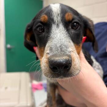 Raven -  Bluetick Coonhound Dog for Adoption in Reno, Nevada - Raven | PetCurious