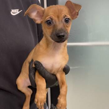 Chihuahua and Mixed Breed Dogs Available for Adoption in Abilene, Texas - Friday | PetCurious
