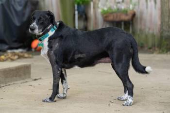 Molly Dee -  Border Collie Dog for Adoption in Columbus, Ohio - Molly Dee | PetCurious