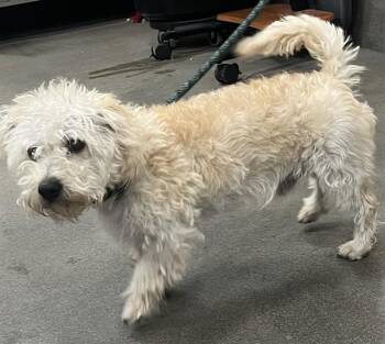 Poodle and Mixed Breed Dogs Available for Adoption - TERRY | PetCurious