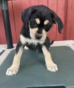 Jose Jose -  Chihuahua and Shih Tzu Dog for Adoption in Mundelein, Illinois - Jose Jose | PetCurious