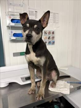 Pit Bull Terrier Dogs Available for Adoption - *MAGPIE | PetCurious