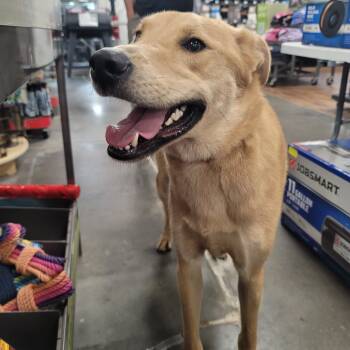 Justin -  Yellow Labrador Retriever Dog for Adoption in Magnolia, Texas - Justin | PetCurious