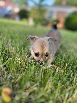 Jr Mint -  Chihuahua Dog for Adoption in Hillside, Illinois - Jr Mint | PetCurious