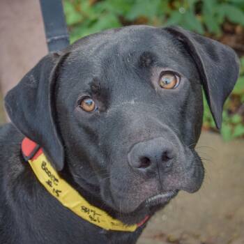 Boone -  Black Labrador Retriever and American Staffordshire Terrier Dog for Adoption in Huntley, Illinois - Boone | PetCurious