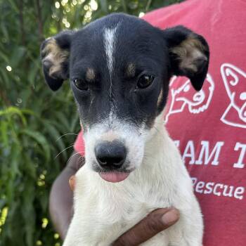 Stevie - Local July 10-12 -  Rat Terrier Dog for Adoption in Brookshire, Texas - Stevie - Local July 10-12 | PetCurious