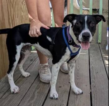 Labrador Retriever Dogs Available for Adoption - Fretet | PetCurious