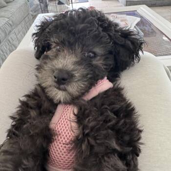 Archie -  Miniature Poodle Dog for Adoption in Sinking Spring, Pennsylvania - Archie | PetCurious