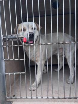 American Bulldog and Mixed Breed Dogs Available for Adoption in Oklahoma City, Oklahoma - A472832 | PetCurious