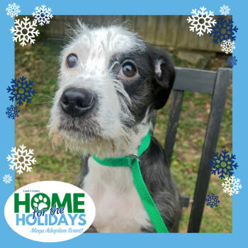 Rescue Terrier Dogs for Adoption in Cincinnati, Ohio - Trek | PetCurious