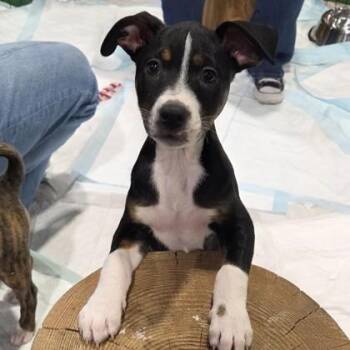 Terrier and Mixed Breed Dogs Available for Adoption - Nona | PetCurious