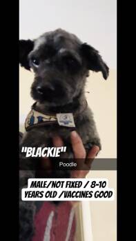 Poodle Dogs Available for Adoption in Durango, Colorado - Blackie | PetCurious