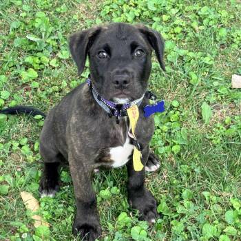 Ridge -  Pit Bull Terrier and Hound Dog for Adoption in Columbia, Maryland - Ridge | PetCurious