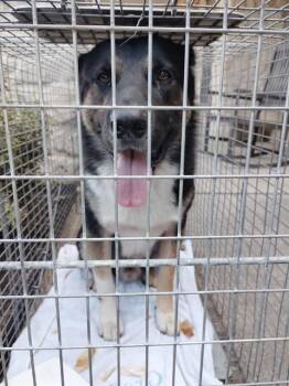 FINNEAS -  German Shepherd Dog and Mixed Breed Dog for Adoption in Dallas, Texas - FINNEAS | PetCurious