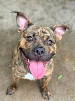 Palmer -  Pit Bull Terrier Dog for Adoption in Chicago, Illinois - Palmer | PetCurious