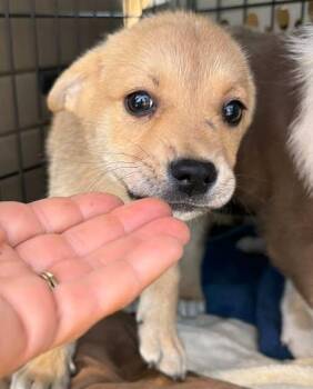 Mina -  Mixed Breed Dog for Adoption in Larkfield-wikiup, California - Mina | PetCurious