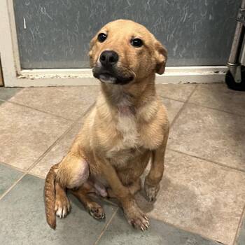 Mixed Breed Dogs Available for Adoption - Heathcliff | PetCurious