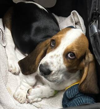 Sharon -  Basset Hound Dog for Adoption in Petaluma, California - Sharon | PetCurious