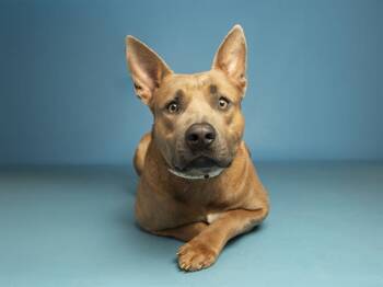 Pit Bull Terrier and German Shepherd Dog Dogs Available for Adoption - BLUE | PetCurious
