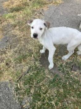 BACON -  Mixed Breed Dog for Adoption in Dallas, Texas - BACON | PetCurious
