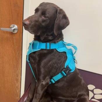 Charlie - Home to Home -  Chocolate Labrador Retriever and German Shorthaired Pointer Dog for Adoption in South Elgin, Illinois - Charlie - Home To Home | PetCurious