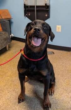 Grace -  Rottweiler Dog for Adoption in Patterson, New York - Grace | PetCurious