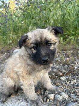 Maple Bar -  Shepherd Dog for Adoption in Spokane, Washington - Maple Bar | PetCurious