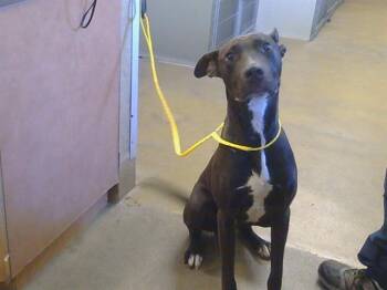 BACH -  Pit Bull Terrier and Mixed Breed Dog for Adoption in Sacramento, California - BACH | PetCurious
